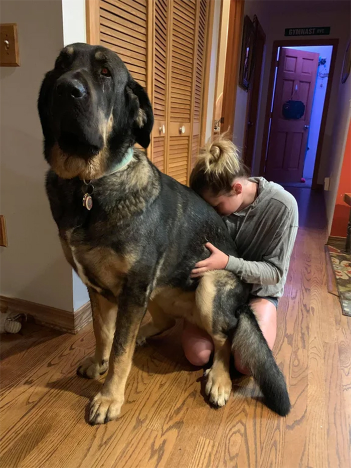 spanish mastiff lapdog