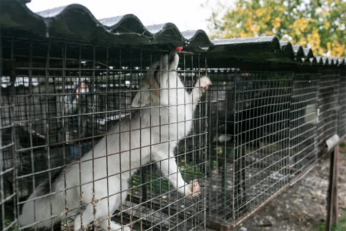 starving fox in cage fur farm