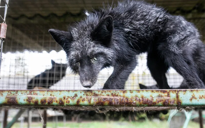 starving fox neglected fur farm