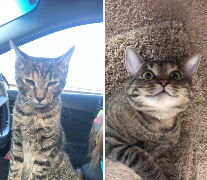 stray cats before and after adoption