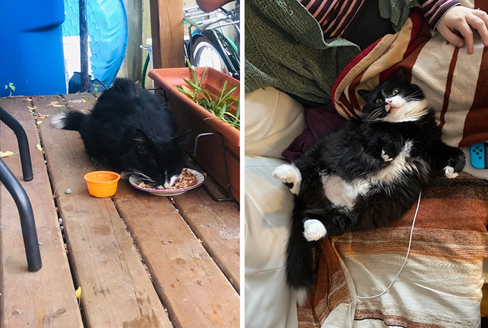 stray cats before and after photos