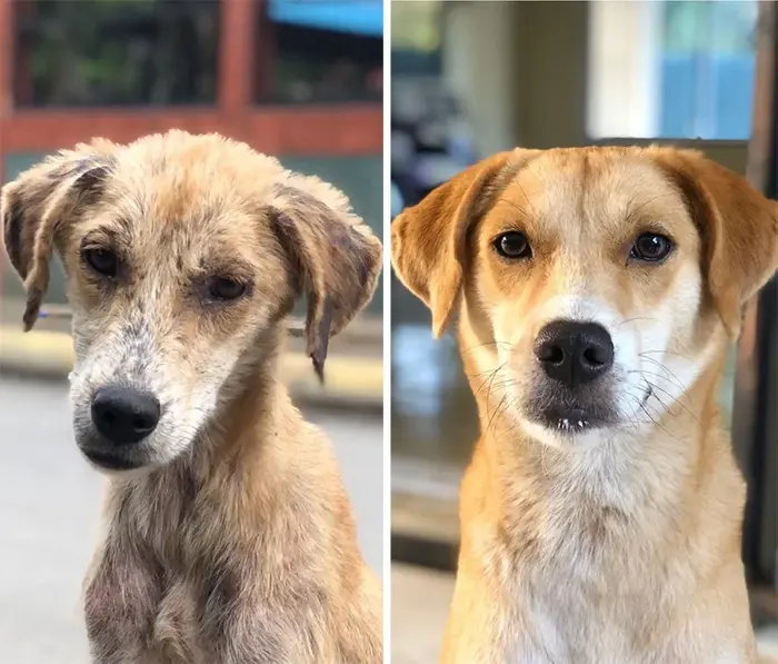 stray dog rescued then and now