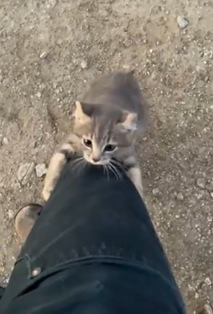 stray kitten climbing man's leg