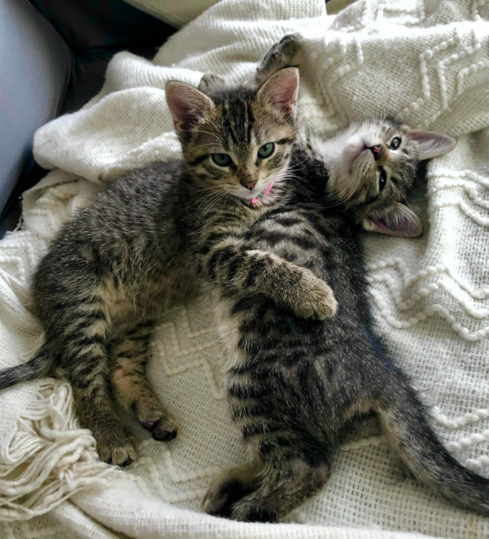 two adopted tabby cats cuddling rescue pet photos