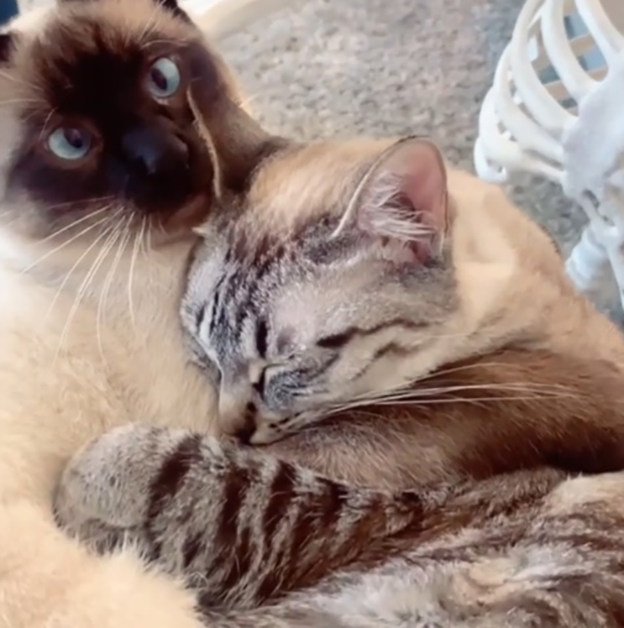 two cats cuddling with each other rescue pet photos
