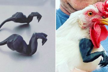Tiny T-Rex Arms For Chickens