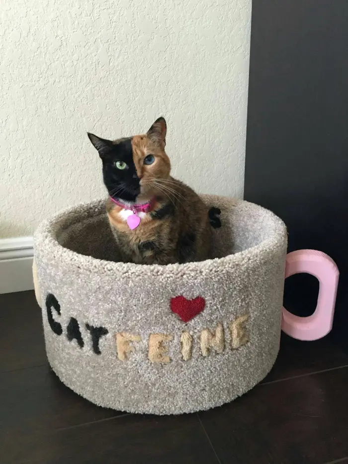 a bi-colored cat sits inside its pink handled catfeine coffee mug cat bed