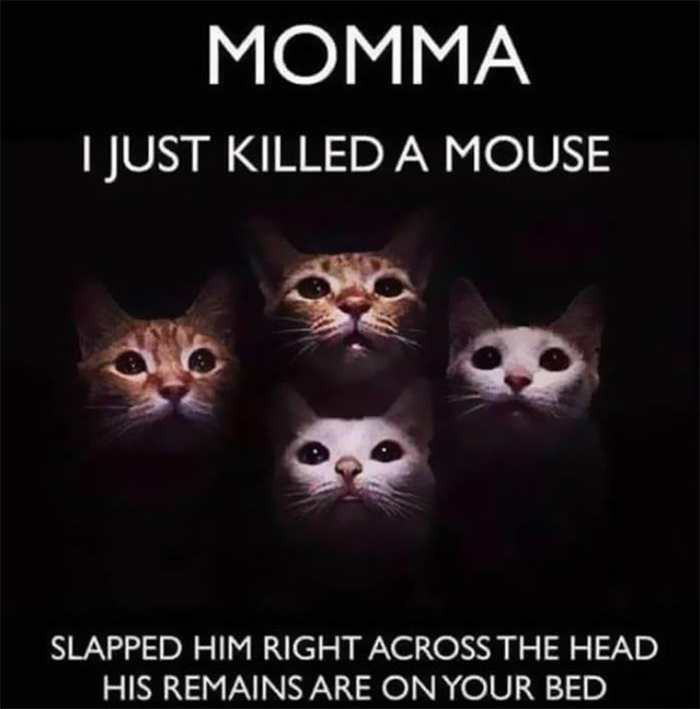 bohemian rhapsody feline edition