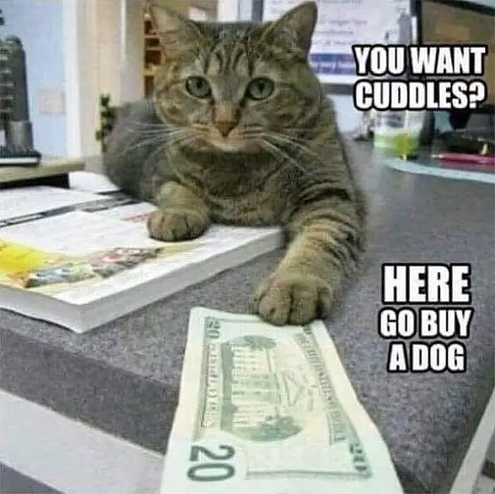 buy dog for cuddles
