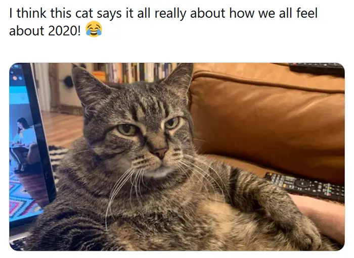 cat memes feel about 2020
