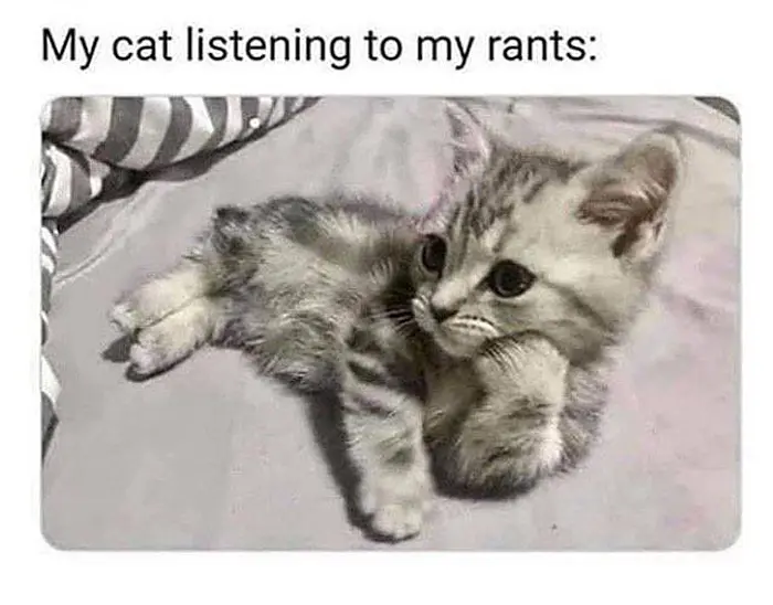 cat memes listening to rants