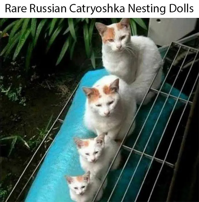 cat memes matryoshka dolls