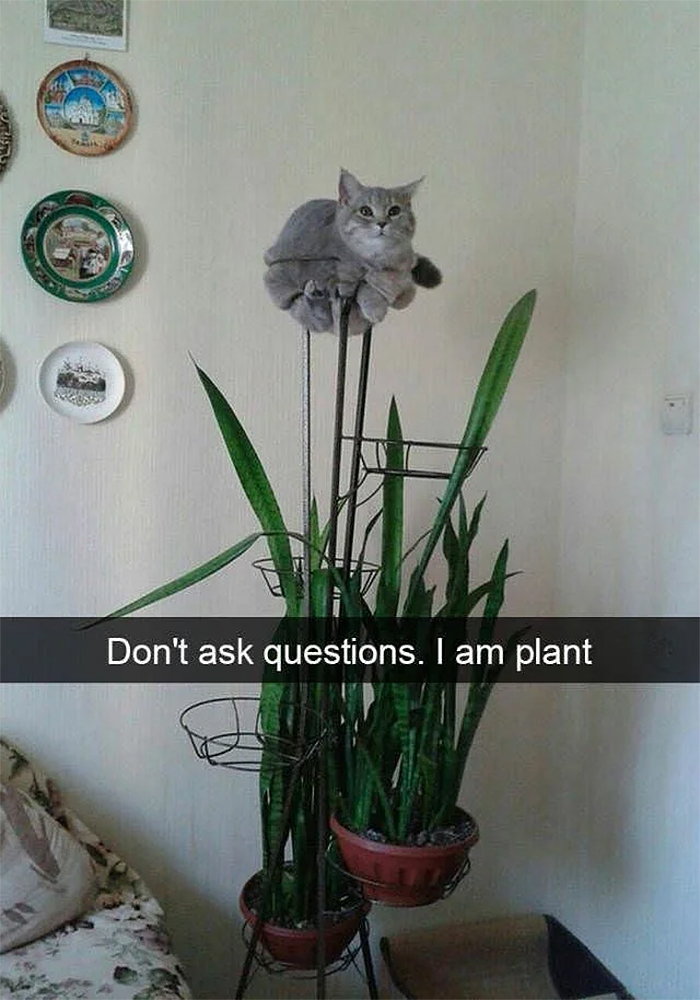 cat memes plant