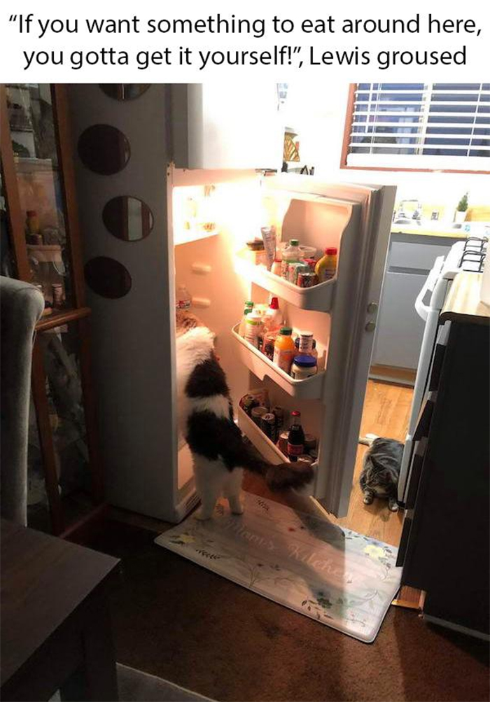 cat memes stealing from fridge