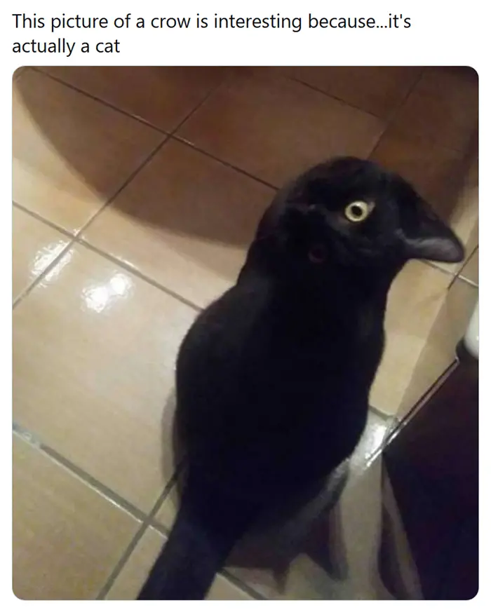 crow kitty