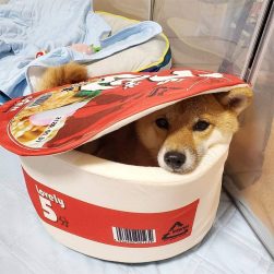 You Can Now Get A Ramen Noodle Bowl Pet Bed For Your Furry Companion