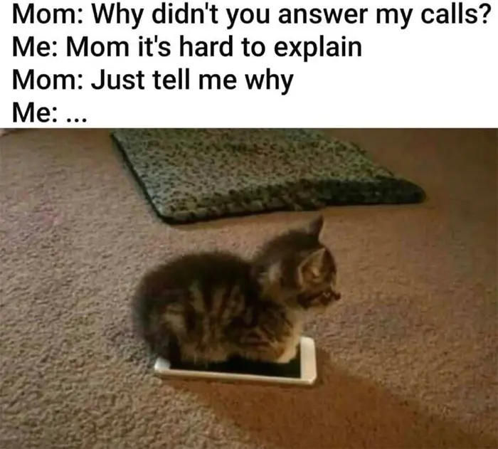 kitten on phone