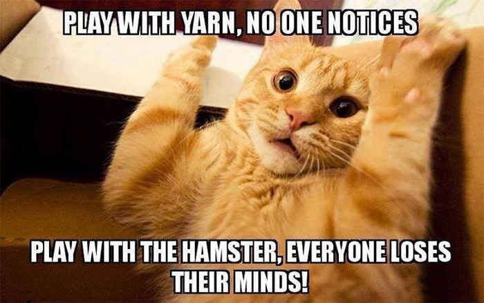 kitty play with hamster