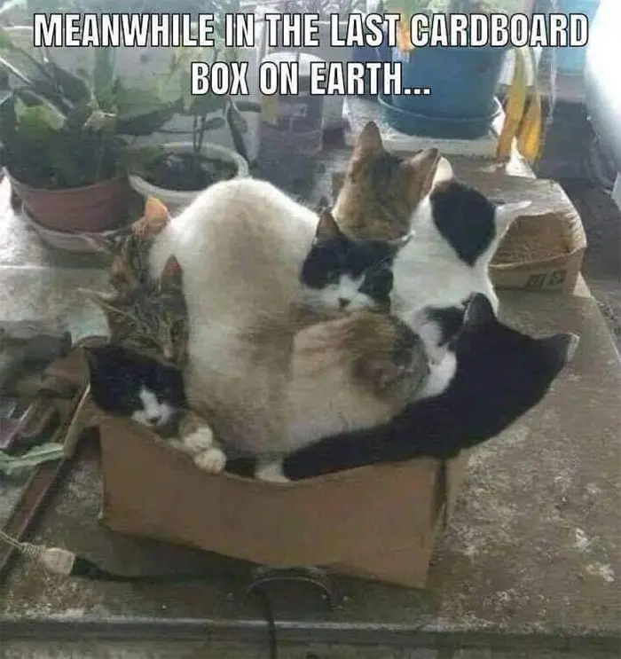 last cardboard box on earth