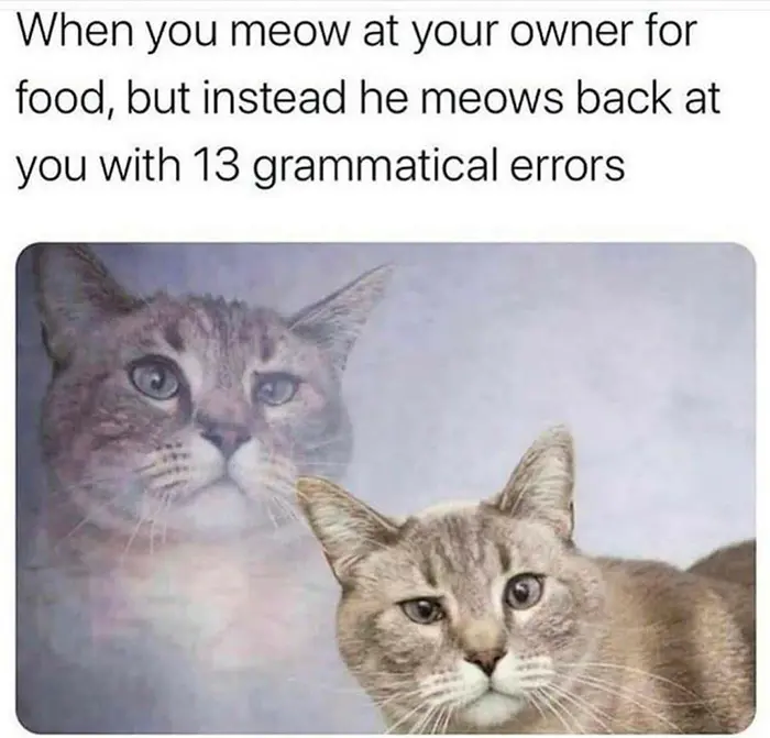 meow grammatical errors