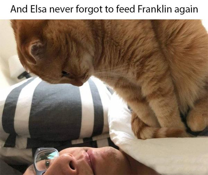 never forget to feed a kitty