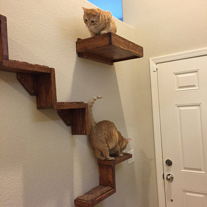 portesuelogoods floating cat stairs customer review erin