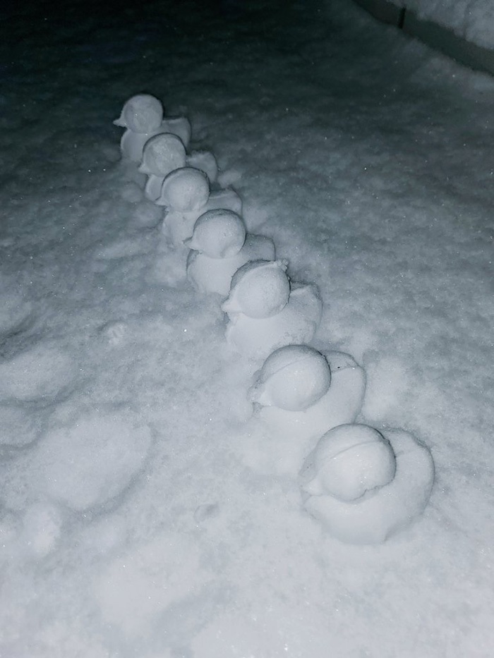 snow ducks army