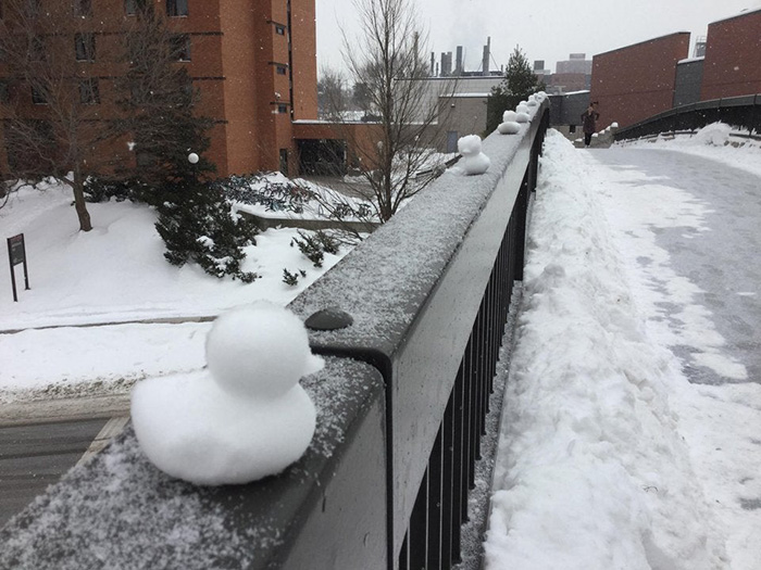 snow ducks on guard rails at university of minnesota