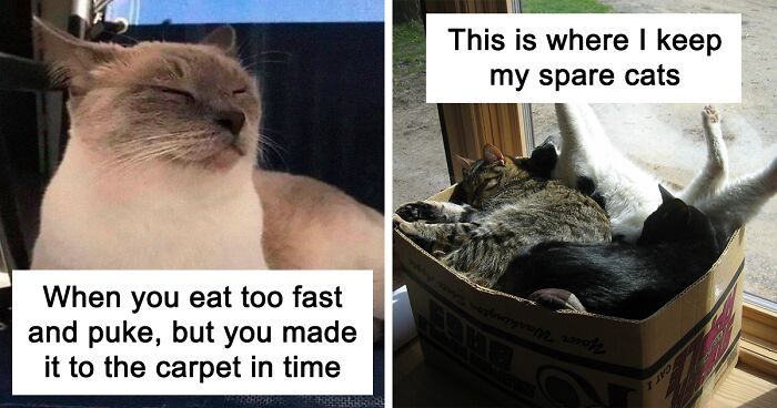 spare kitties