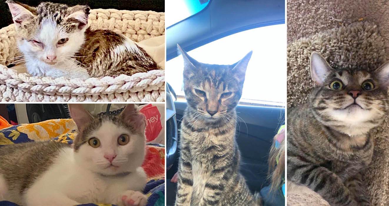 Cats Before And After adoption