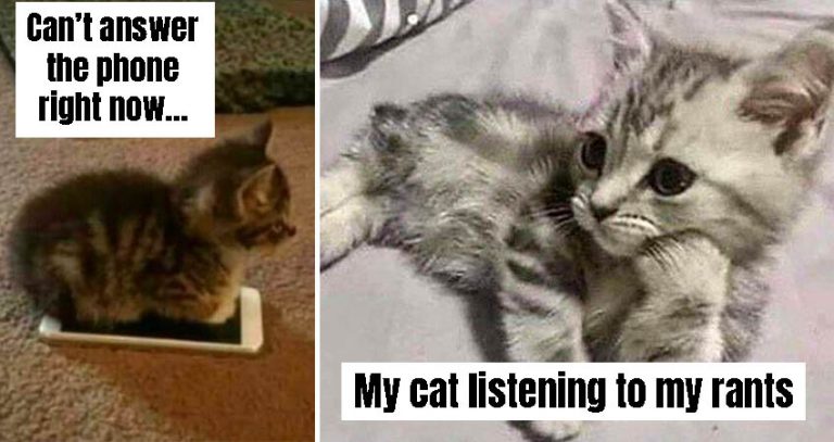 Funny Cat Memes That Will Make Your Day Seem A Little Better