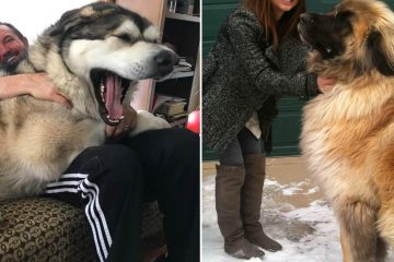 Giant dogs