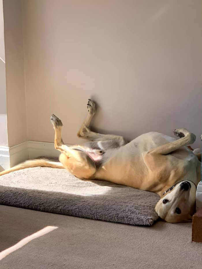 bill the limping lurcher dog lying on floor