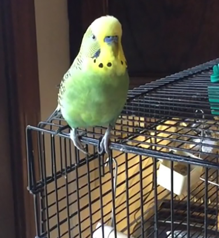 budgie standing on top of cage