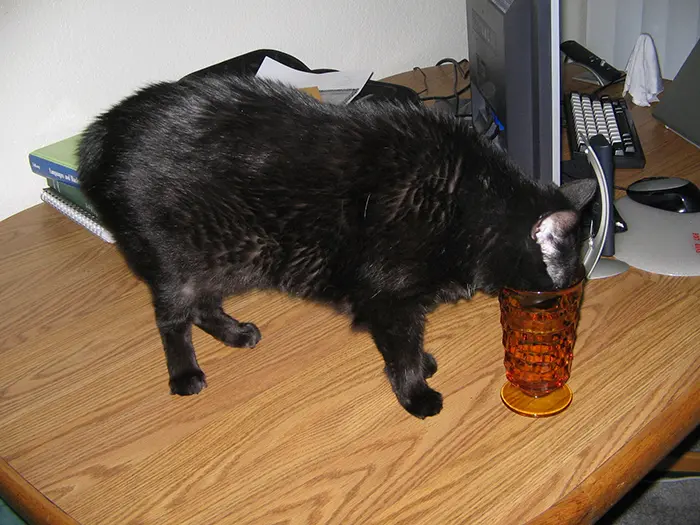 cat drinking water from cup