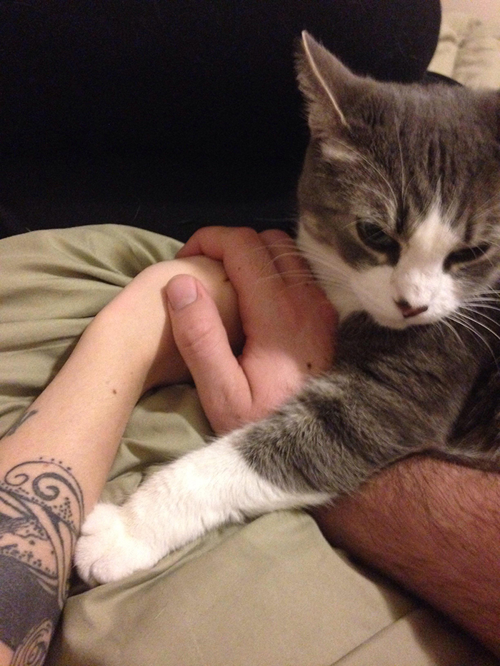 cat getting jealous of owner holding girlfriend's hand