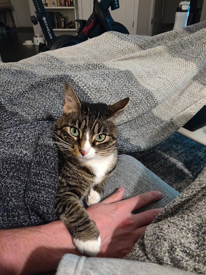cat preventing owner from holding husband's hand
