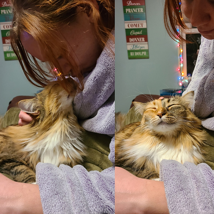 cat receiving kiss from owner's girlfriend