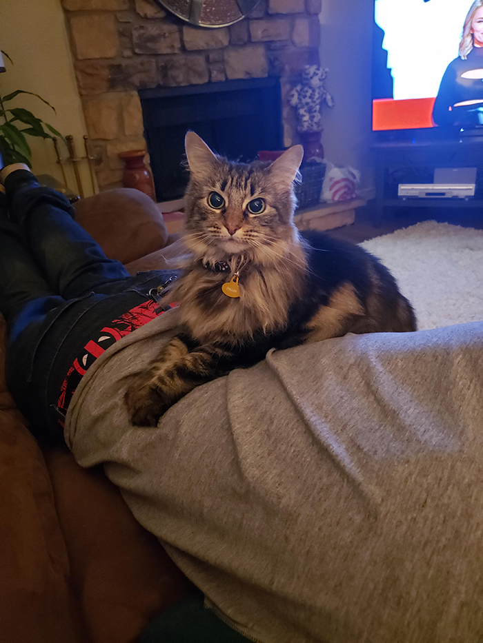 cat sitting on back of owner's boyfriend