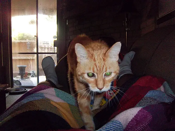 cat walking on owner lying on couch
