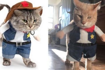 cowboy cat costume