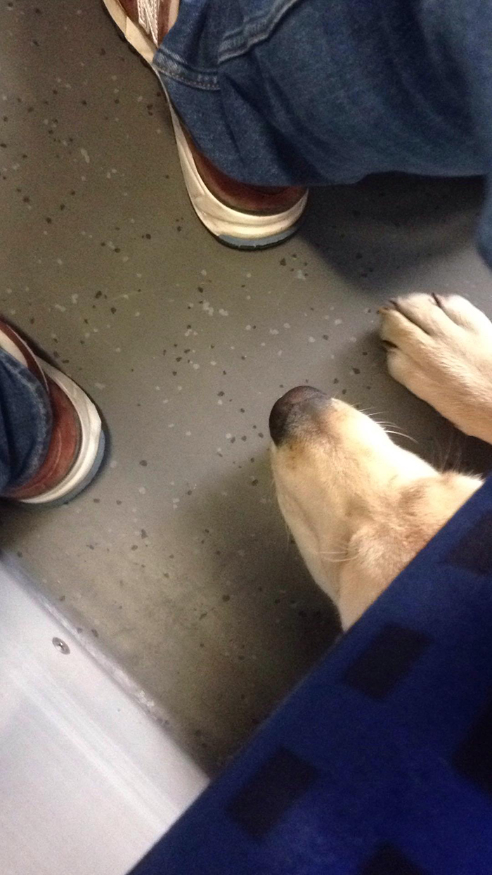dog peeking out from under train seat