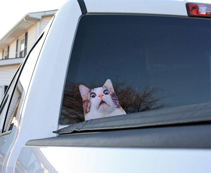 funny kitty car decal