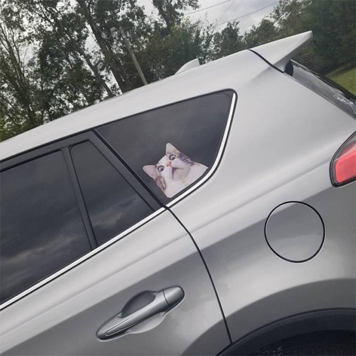 funny kitty meme car window decal