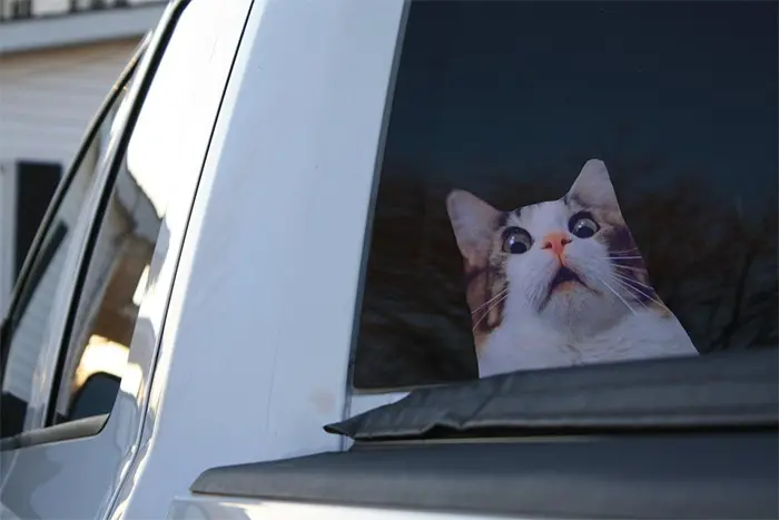 funny scaredy cat car sticker