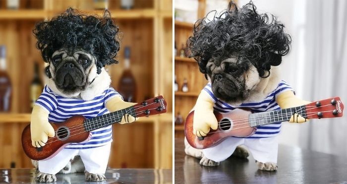 guitarist dog costume