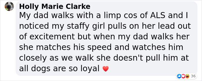 holly marie clarke facebook comment on lurcher imitating injured owner