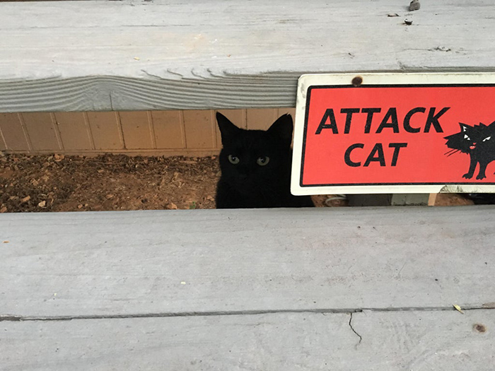 pet owner warning sign attack kitten