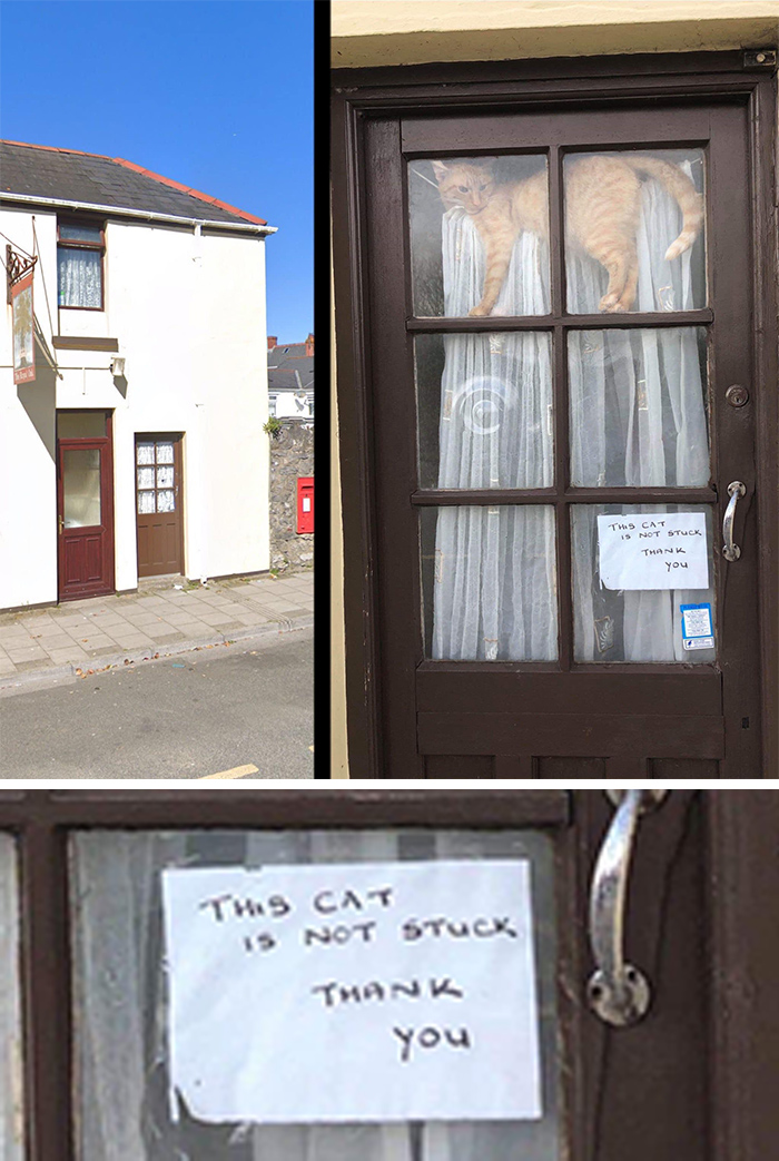 pet owner warning sign cat not stuck