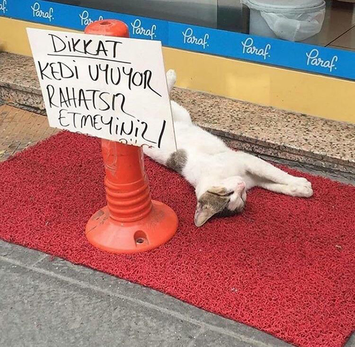 pet owner warning sign don't disturb sleeping kitten